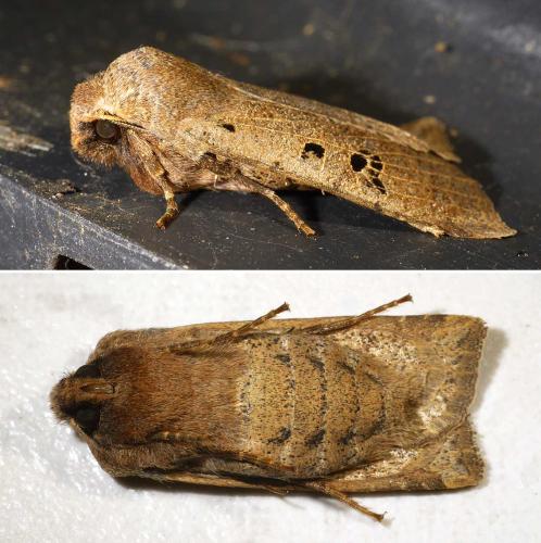 Réf. 317 644 : Conistra rubiginosa